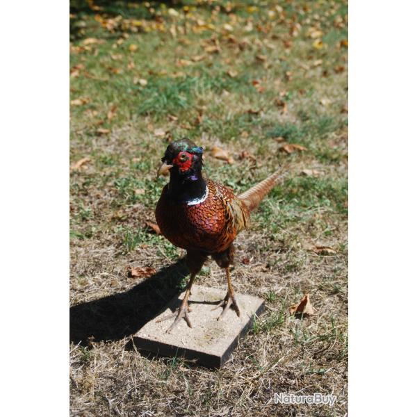 Faisan naturalis� m�le - Taxidermie - Tr�s bel �tat