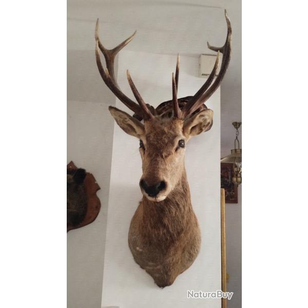 Magnifique troph�e Cerf 10 cors 125 cm