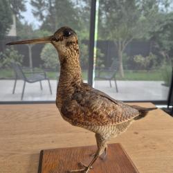 B&eacute;casse naturalis&eacute;e,  taxidermie ancienne