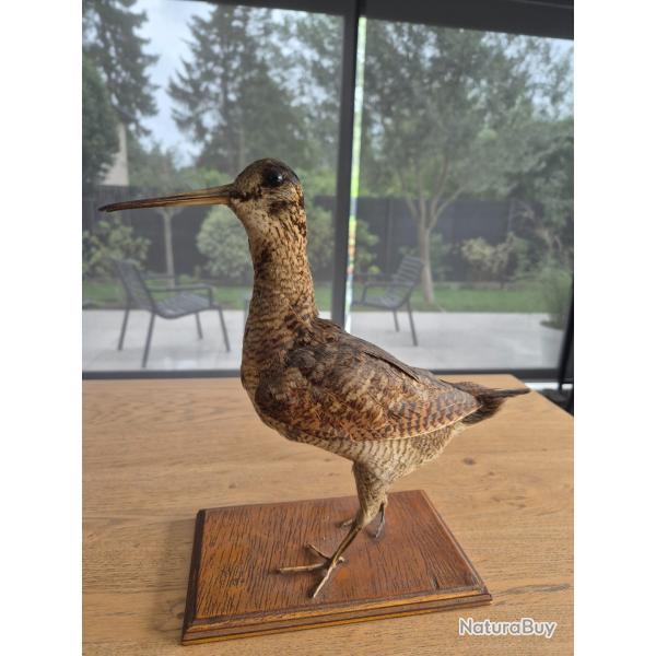 B�casse naturalis�e,  taxidermie ancienne
