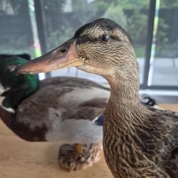 Couple canards Colvert