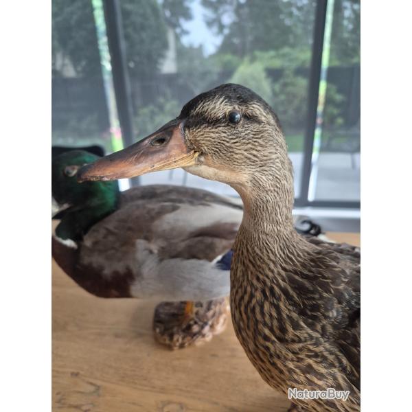 Couple canards Colvert