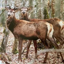 Chasse Priv&eacute;e au grand gibier