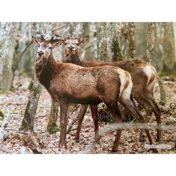 Chasse Priv�e au grand gibier