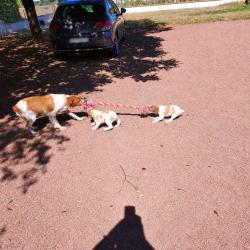 Chiots LOF