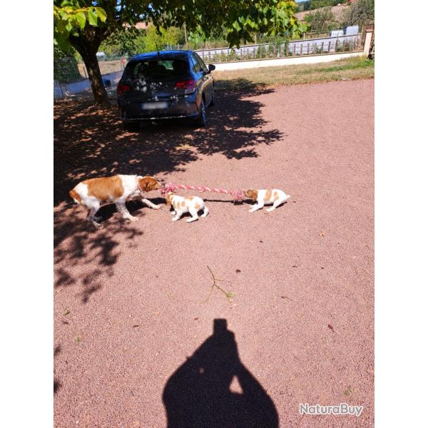 Chiots LOF