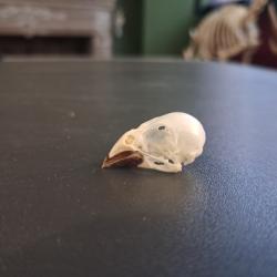 Cr&acirc;ne de canari #01069(1)