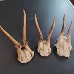 Lot de 3 massacres de chevreuil #070340