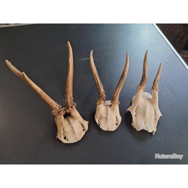 Lot de 3 massacres de chevreuil #070340