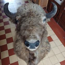 T&ecirc;te de bison