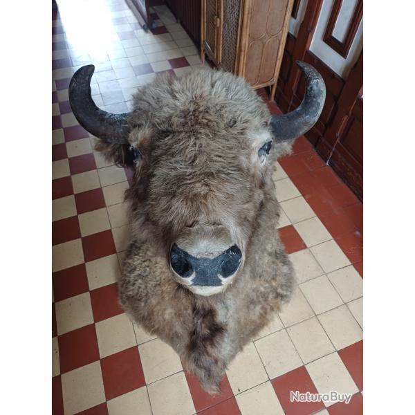 T�te de bison