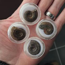 Ammonite dans boite de pr&eacute;sentation #0709 (prix pour une boite)