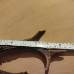 Bois chevreuil 2