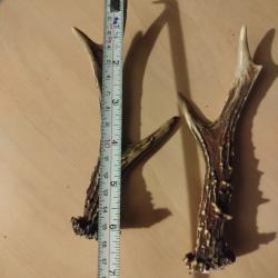 Bois chevreuil 3