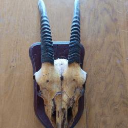 Troph&eacute;e chasse cr&acirc;ne
