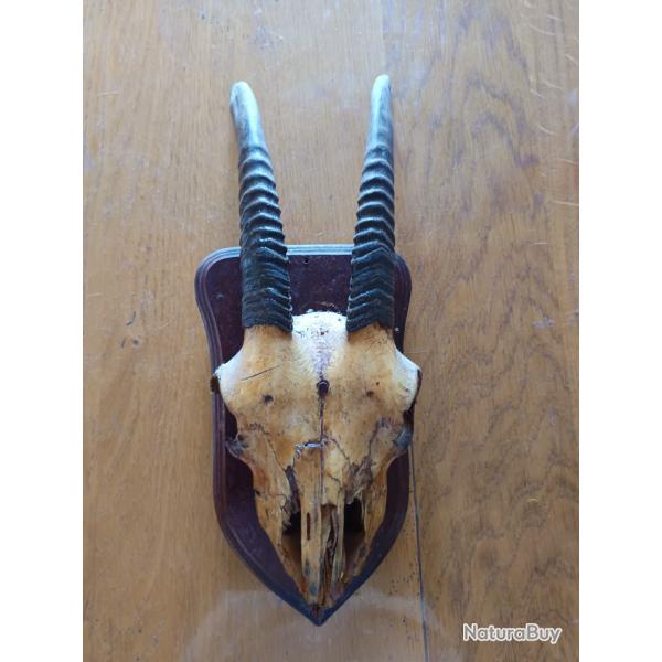 Troph�e chasse cr�ne