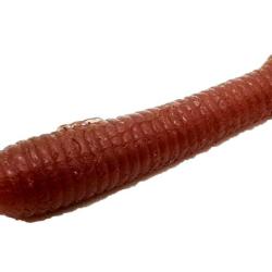 Leurre Souple DStyle Mimi King 8,8" - 22,3cm 4,5g par 5 Earthworm 22,3cm