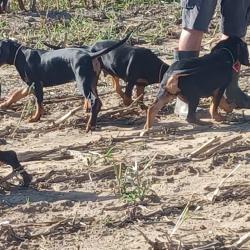 Vends chiots gonczy polski