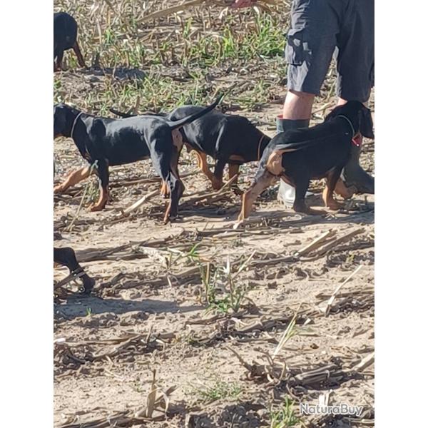 Vends chiots gonczy polski