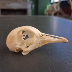 Cr&acirc;ne de pigeon #01069(2)