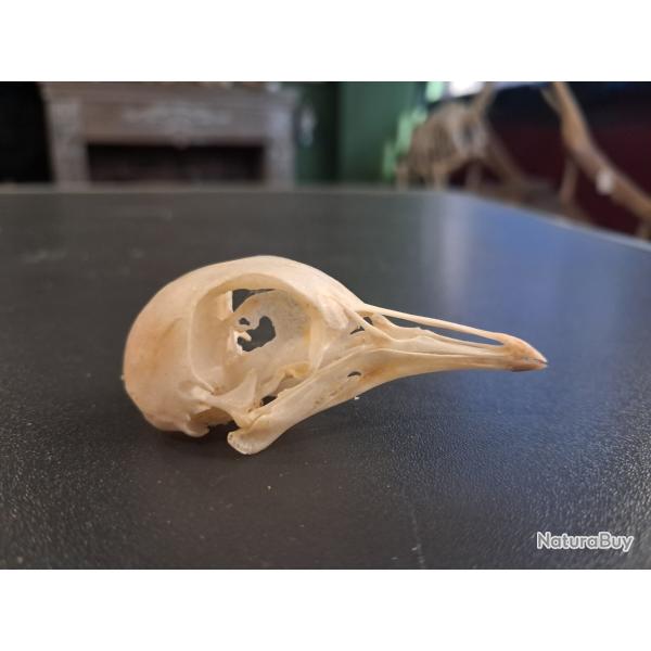 Cr�ne de pigeon #01069(2)