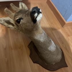 Vente troph&eacute;e de Biche en excellent etat180 euros piece