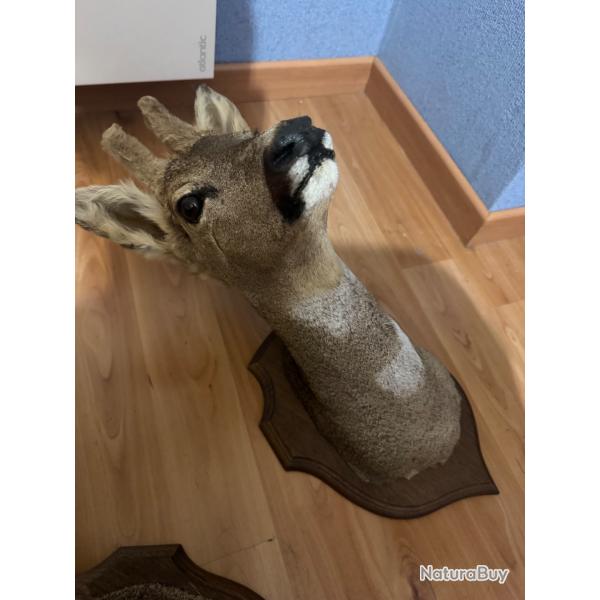 Vente troph�e de Biche en excellent etat180 euros piece