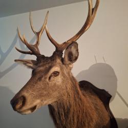 A vendre au encheres tete cerf 10 cors irregulier
