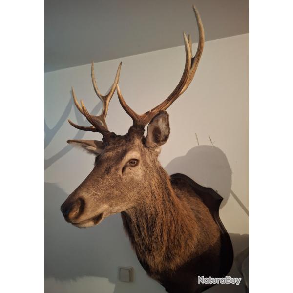 A vendre au encheres tete cerf 10 cors irregulier
