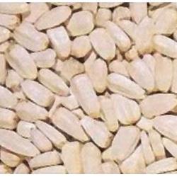 TOURNESOL BLANC 10KGS