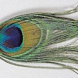 OEIL DE PAON NATUREL