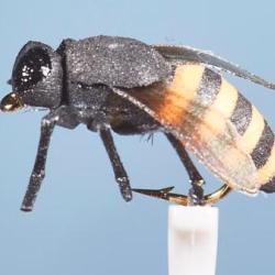 MOUCHE ABEILLE H10