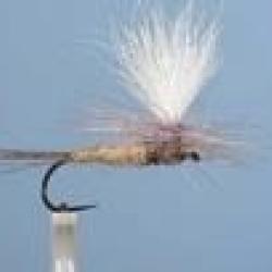 MOUCHE DC 55BL H12 NPC