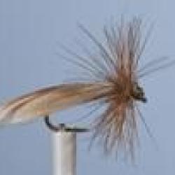 MOUCHE PIRAT H16