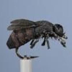 MOUCHE TAON H12
