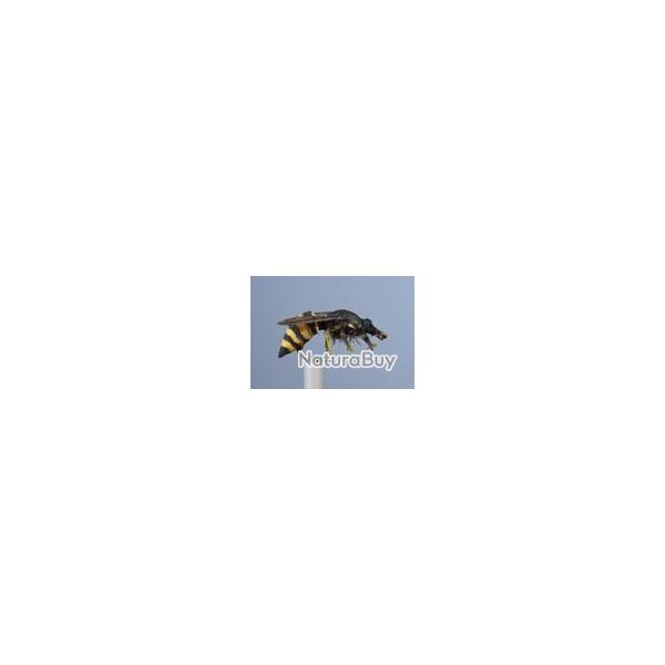 MOUCHE GUEPE H12