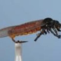 MOUCHE GRANDE PERLE H10
