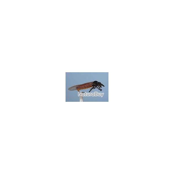 MOUCHE GRANDE PERLE H10