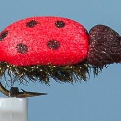 MOUCHE COCCINELLE H14
