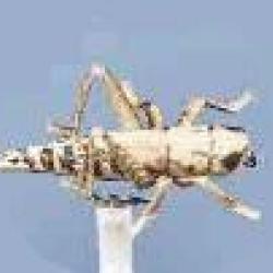 MOUCHE SAUTERELLE 21 H10