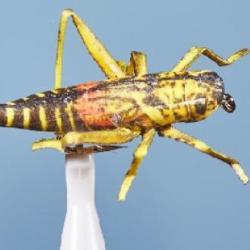 MOUCHE SAUTERELLE 22 H8