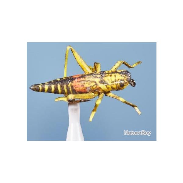 MOUCHE SAUTERELLE 22 H8
