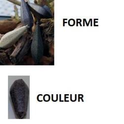 PLOMBS CARPE BOMBE 6 FACES GRAVIER LISSE PAR 5 126gr