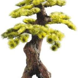 DECOR BONSAI L 260X230X380MM
