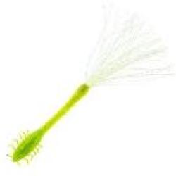 AGRION 75MM PAR 2 NPC 055 (Ghost lime chart)