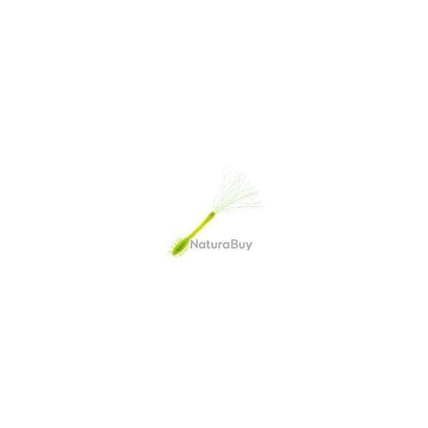 AGRION 75MM PAR 2 NPC 055 (Ghost lime chart)