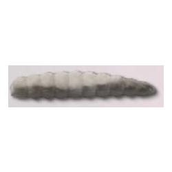 MAGIC TROUT B MAGGO GARLIC 4.2CM PAR 10 NPC Blanc/noir