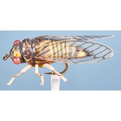 MOUCHE CIGALE H6