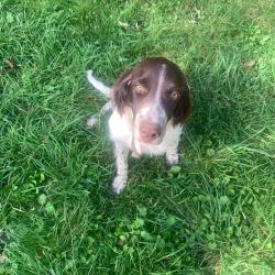CHIOTS EPAGNEUL FRANCAIS