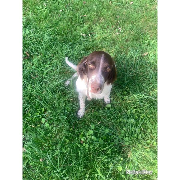 CHIOTS EPAGNEUL FRANCAIS
